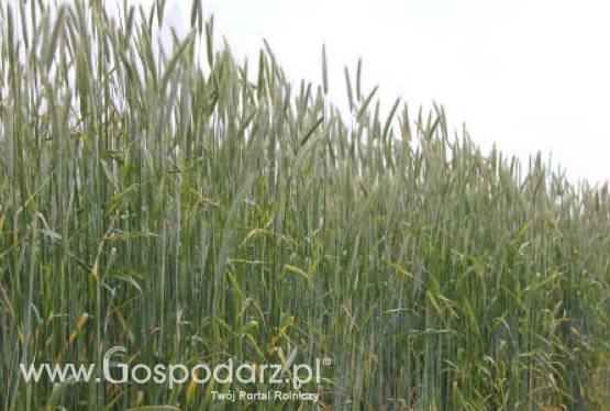 Tydzień pod znakiem wzrostów cen zbóż 11.06.2012