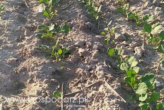 Szukam, przyjmę w dzierżawę grunty rolne