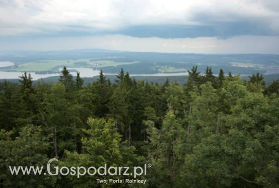 1 sierpnia - ostatni dzień w tym roku ARiMR przyjmuje wnioski o pomoc na zalesianie