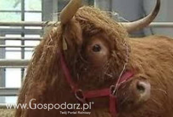 Wystawa Bydła Mlecznego, Pokaz Zwierząt Hodowlanych w Bolesławowie