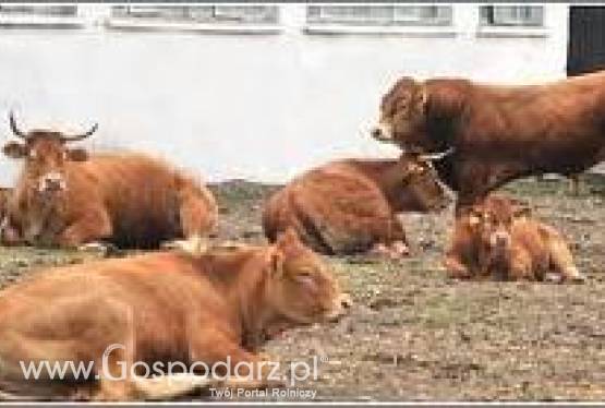 BYDŁO,ZBOŻE,NAWOZY CAŁA POLSKA