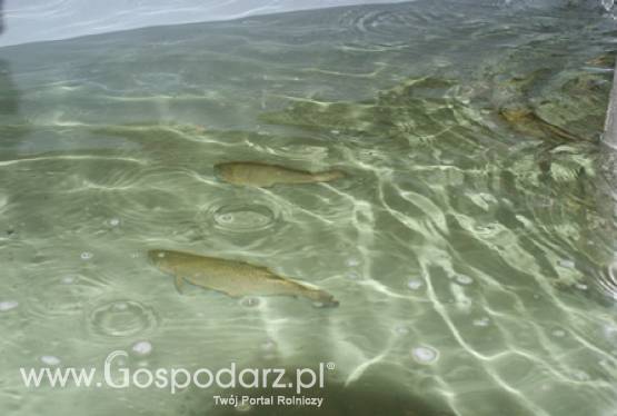 ARiMR wspiera rozwój sektora rybackiego i dba o równowagę w ekosystemie