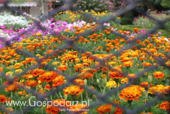 Powołanie Dyrektora Instytutu Ogrodnictwa