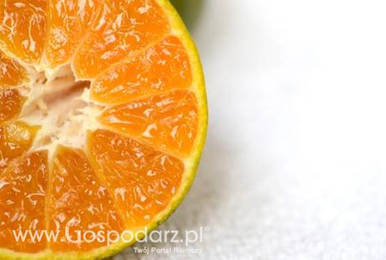 Rynek unijnych pomarańczy