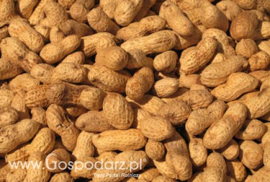 Argentyna – Wyeksportowano prawie 0,5 mln ton orzeszków ziemnych