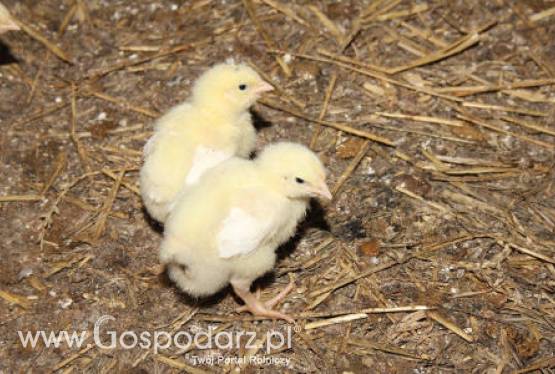 Polskie kurczęta nadal są tanie w UE