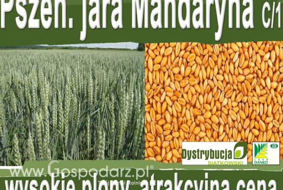 Kwalifikowane nasiona siewne pszenicy jarej Mandaryna C/1