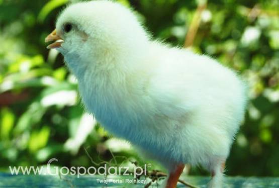 Wzrost eksportu unijnego drobiu