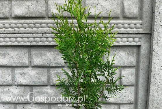 Thuja Occidentalis Brabant - żywotnik zachodni Brabant
