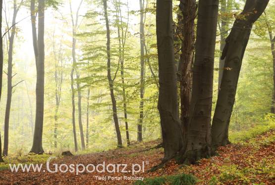 Od 10 listopada m.in. grupy producentów rolnych mogą składać wnioski o przyznanie pomocy z działania Zwiększanie wartości dodanej..