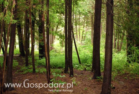 Już czas na złożenie wniosków o wypłatę wsparcia na grunty zalesione w ramach PROW 2007 - 2013