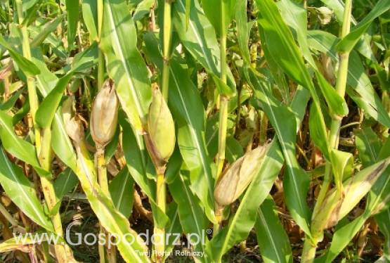 Na świecie taniej, u nas coraz drożej