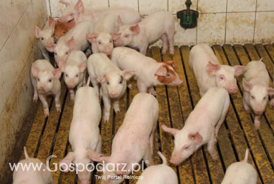 Dania – Wstrzymano wysyłkę świń zarodowych do Rosji