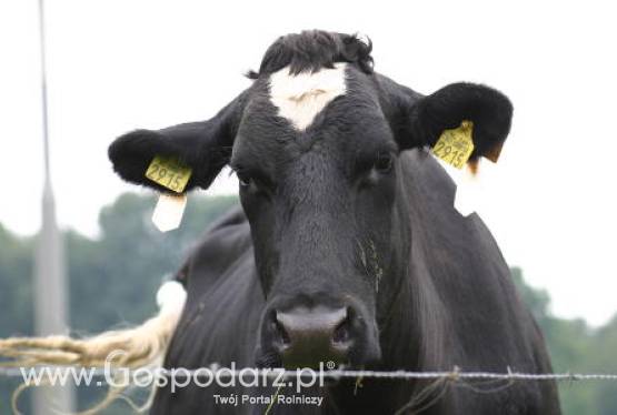 Spółdzielnie mleczarskie i firmy walczą o każdą krople cennego mleka