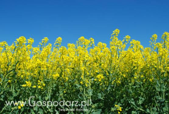 Dekra nowym członkiem wspierającym Krajowej Izby Biopaliw
