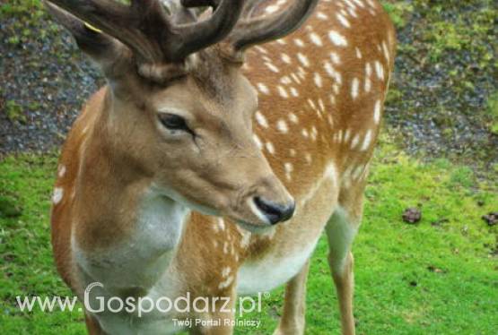 Akcja podania przeciwpasożytniczych produktów leczniczych weterynaryjnych kopytnym zwierzętom łownym na terytorium Republiki Czeskiej