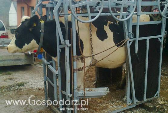 Korekcja racic - Jedynak z Kutna