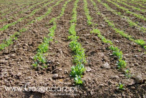 Dopłaty do materiału siewnego