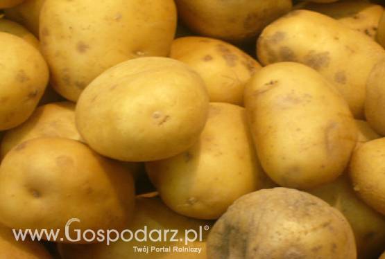 Uwaga producenci surowca tytoniowego oraz producenci ziemniaków skrobiowych