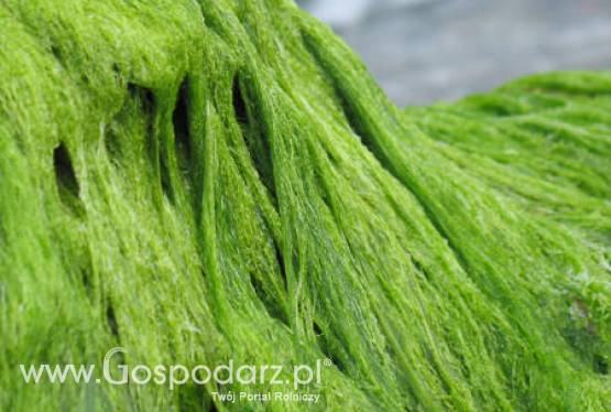 Mięsożerne algi u wybrzeży Danii