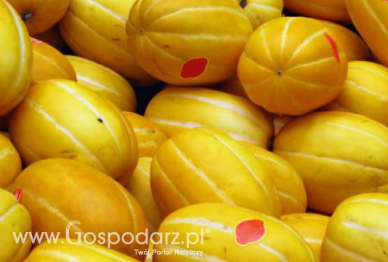 Europejskie zbiory melonów