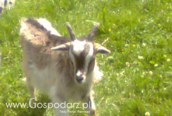 sprzedam kozy