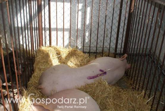 Rosja – Wzrost cen wieprzowiny