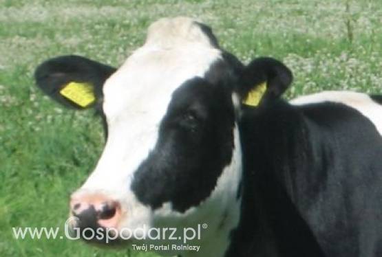 Skup bydła rzeźnego . Najlepsza oferta .