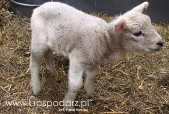 Rozpoczyna się promocja walijskiej jagnięciny