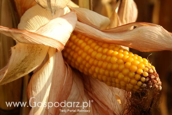 Ceny zbóż na giełdach światowych – 23.02.2012