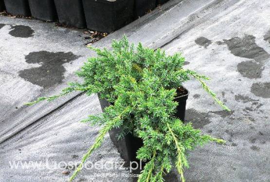 Juniperus Squamata Blue Carpet - jałowiec łuskowaty Blue Carpet