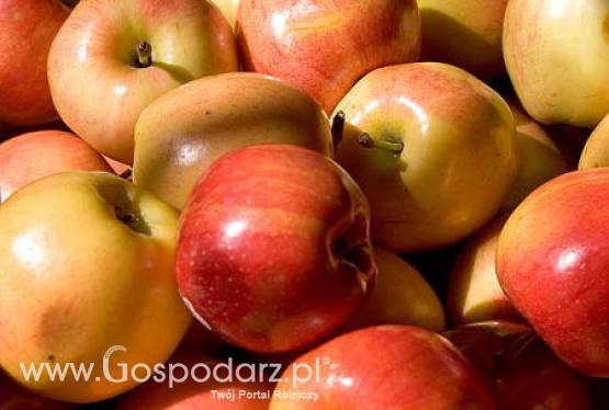 Rosja – Wzrost importu jabłek