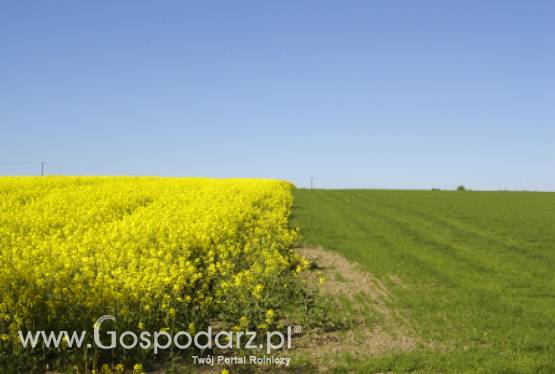 Zmiany w ubezpieczeniach upraw i zwierząt