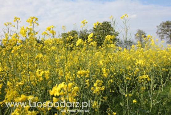 Sytuacja na rynku oleistych - 30.05.2012