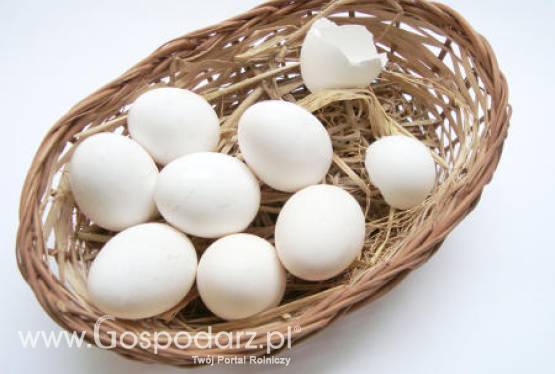 Holandia – Dioksyny w jajkach