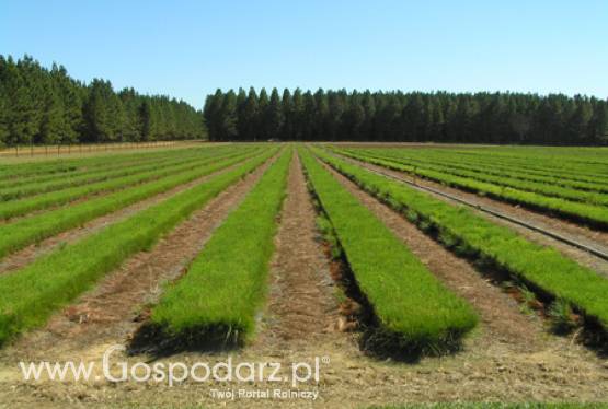 Komunikat Głównego Inspektora Ochrony Roślin i Nasiennictwa