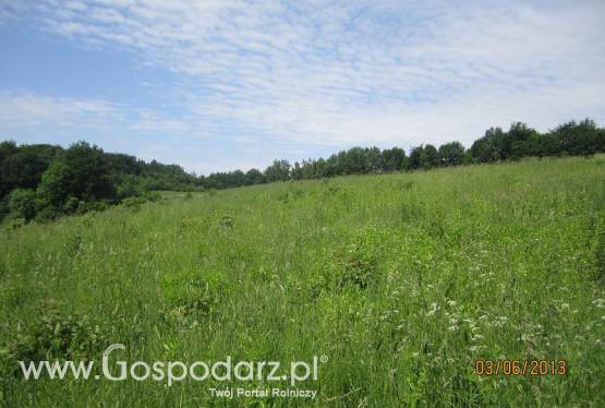 Wydzierżawię 4ha w Obozinie, Skarszewy 508570749