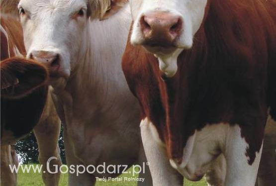 SKUP ŻYWCA BYKI JAŁÓWKI TRZODA