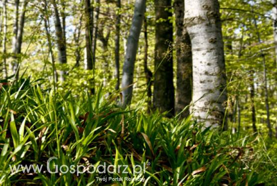 Copa-Cogeca podkreśliła podczas Forum Koli 2011 rolę biopaliw w realizacji celów UE