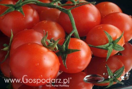 Turcja – Rynek przetworzonych pomidorów