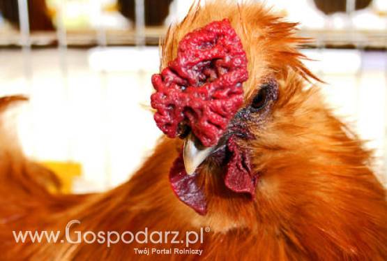 Brazylia -  Rekordowy eksport drobiu