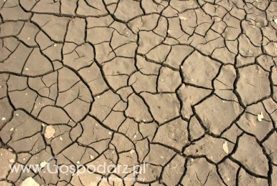 Susza w Europie jest największa od stu lat