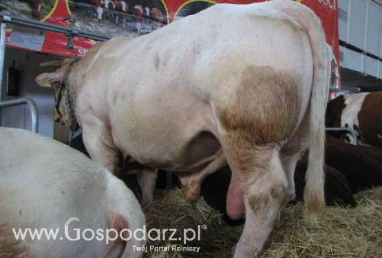 Ceny mięsa na krajowym rynku