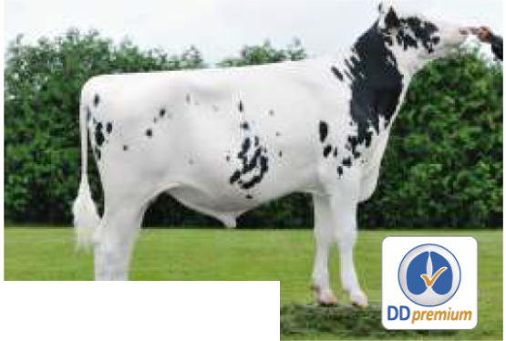 Nasienie buhaja Martinius