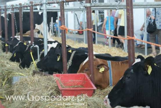 Będzie kwotowanie produkcji mleka?