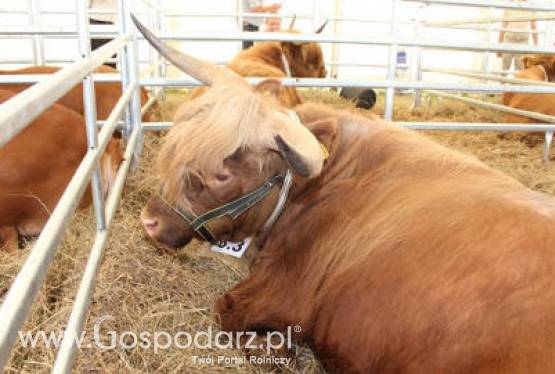 Ceny żywca krajowego