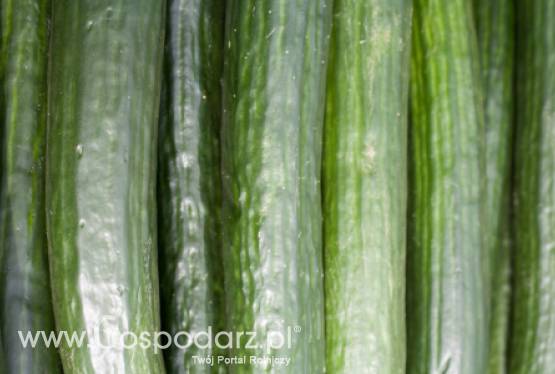 Belgia – Zakaz sprowadzania hiszpańskich ogórków