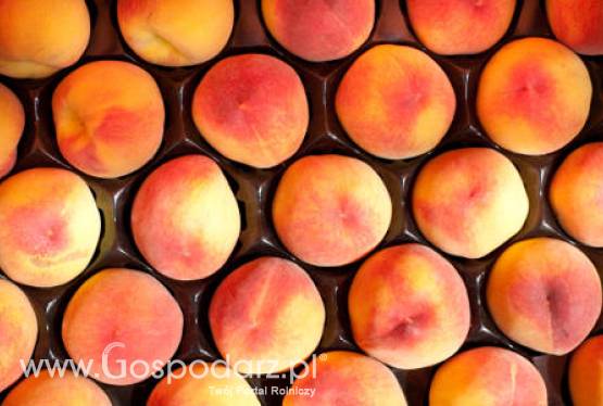 Chiny – Wzrost  zbiorów brzoskwiń i nektarynek