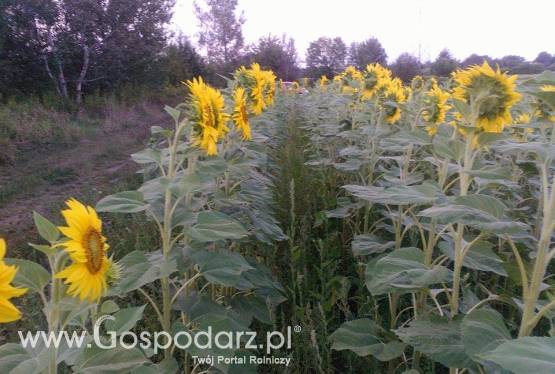 Kwiaty Słonecznika