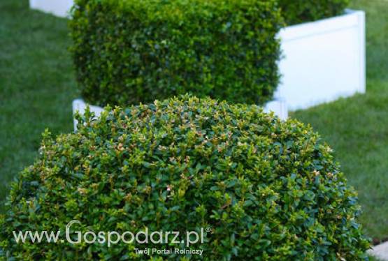 „OGRÓD - Zielony design” - targi dla miłośników zieleni